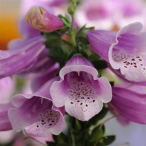 디기탈리스 달마시안 컬러선택 (꽃씨앗/10립) Digitalis Dalmatian F1, 로즈