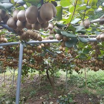전남 보성 참다래 고당도 골드키위 3kg, 골드키위 3kg_소 (38~49과)
