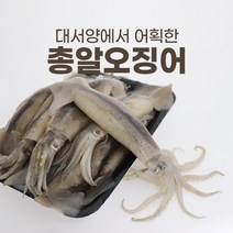 원양산 총알 냉동 오징어 1kg 5kg 찜 제철 숙회 내장, 대서양 총알 오징어 1kg
