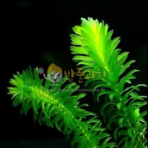 (밥풀)검정말/lIVING/광합성교과실험재료