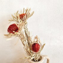 방크시아 방크샤 포모사 꽃 팜파스 드라이플라워 프리저브드 가을 인테리어 장식, 옐로우