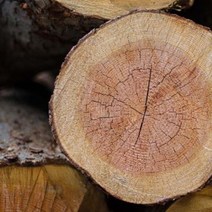 몰드몰 ( 프래그런스오일 ) 스위스 샌달우드 Sandal Wood 냄새제거 음식냄새 제거용, [ 100ml ]