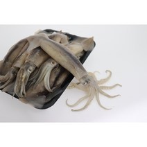 총알 통통 오징어 1kg, 1개