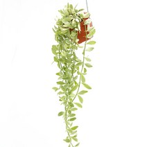 실내공기정화식물 틸란드시아 이오난사 디시디아 행잉플랜트, 14.화이트(칼라포트), 02.디시디아