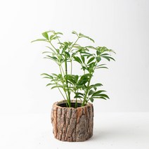 나루플랜트 공기정화식물+화분커버, 홍콩야자+화분커버