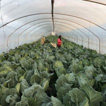 케일 쌈용 쥬스용 즙용 주스용, 1kg, 1개