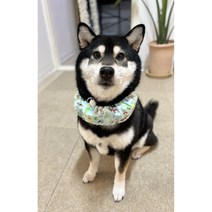 엠버도그 강아지 애견 냥이 쿨 여름 아이스 스카프, M(10kg~25kg) x 시바시바