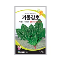 겨울강초 40g 시금치씨앗 동초 월동시금치 섬초, 1개