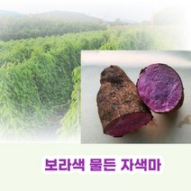 친환경 유기농 자색마 열대둥근마 [산지직송] 혼합2kg 3kg 5kg, 자색마 혼합