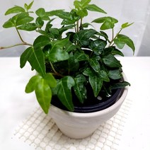 청아이비 넝쿨식물 키우기 쉬운 실내 화훼농장 화초식물 독일토분, 단품