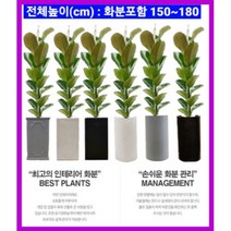 없음 [반값화분] MAIN-대형인도고무나무140 직접배송 축하화분 개업화분 거실화분 카페화분 인테리어화분 아레카야자극락조 알로카시아 파키라 고무나무, 원통그레이