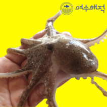 여수해적 서해안 생물 알 쭈꾸미 활 알배기 주꾸미 1kg, 당일조업 활쭈구미 1kg