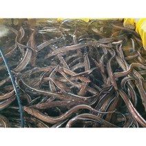 통영 바다장어 3kg 전문가 직접 당일 손질 저렴한 도매 가격 (성태수산)