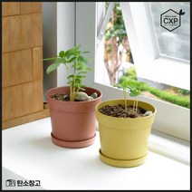 친환경 무독성 CXP목재로 만든 탄소창고 쑥쑥화분, 골든옐로우