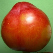 자두나무(추희)R4CM(결실주)묘목/c1203