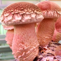 [송화버섯 고급형1kg]친환경 젊은농부 송화향기 송화고 산지직송 농장 직거래 신선한 버섯, 고급형(1kg)