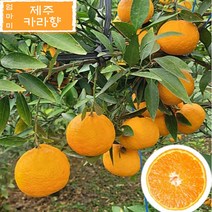 엄마미 제주카라향 3kg 5kg 10kg, 1개