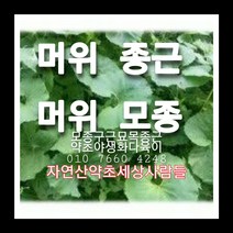 머위종근 90주 머위모종 머위씨앗재배, 1개