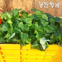 [4종]해남 고구마모종 1단~3단, 호박 모종, 3단, 05/05출고(05/06도착)