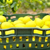 산지직송 국산 제주 레몬 제라몬 1kg 3kg 5kg, 제주레몬_제라몬_5kg