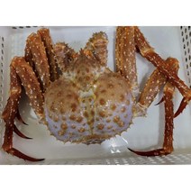3kg (1.5kg두마리) 브라운킹크랩 자숙킹크랩 선주직송, 1개
