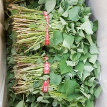 해남호박고구마 모종 5kg, 호박고구마 모종 5kg, 4월16일도착