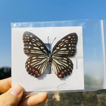 진짜 나비 표본 박제 곤충 장식 생일 축하 DIY 홈 거실 컬렉션 아트, 04 4