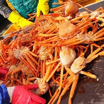 [산지직송]가성비갑 구룡포 앞바다 연지 홍게 3kg, 1개