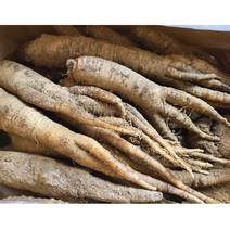 6년근 더덕 500g 국내산 산지직송 생더덕 흙더덕 더덕주 더덕무침 더덕구이, 더덕 500g (10~15개)