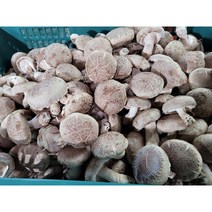 금골농원 생표고버섯3kg특품, 3kg