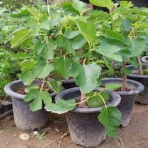 ▽dks고질라▽무화과나무 결실주 묘목(화분) 묘목 무화과묘목 무화과결실주 과일나무 과실수△rud고질라몰△, ⁀‿⁀옵★