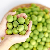 광양 청매실 5kg 1번과, 없음
