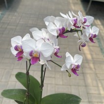 [가든테라스] 호접난 스노우베리, 호접난+화분