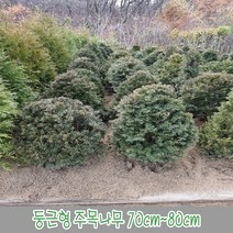 충주원예조경 둥근형 주목나무 70cm~80cm, 주