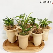 나라아트 난 모음, 8. 소엽란(대품)