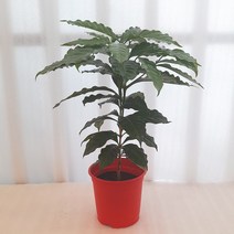 [꽃파는농부] 공기정화식물 커피나무중품