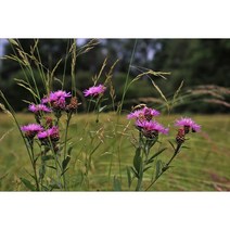 토종 엉겅퀴씨앗 1g (약200립)/재래종 가시엉겅퀴종자(WJ), 1개