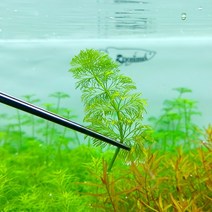 수족관 수초 어항암브리아 [ambria] 3촉키우기