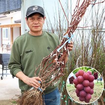 루비로망 포도나무 묘목 루비로만 접목1년생 18808 대목 특대묘 과실수