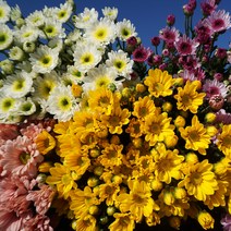 (하나플란츠) 생화 소국 1단 농장직송 온라인 꽃 택배 도매 꽃다발 선물 (도착예정일은 따로 문의), 소국그린계열