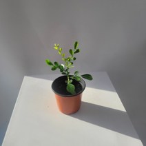 실내공기정화식물 오렌지자스민 외목대 소품 10-25cm 32