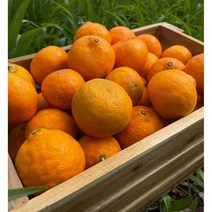 제주 카라향 감귤 3kg 5kg 10kg 설국향 금귤 깡깡 수라향 황금향 제주도 과일, 제주 카라향 가정용 혼합(못난이) 5kg, 1개