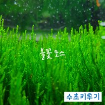피콕 모스 5x5 활착 음성수초