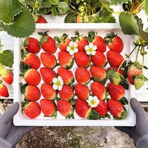 논산 딸기 설향 생딸기 산지직송, 1box, 논산딸기특급30구(900g내외)