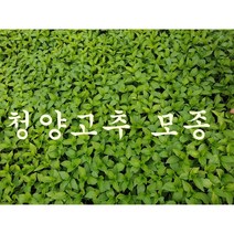 안산 플라워마트 청양고추 모종 30개