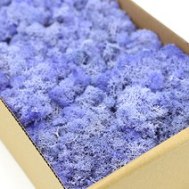 모스이끼 연보라 D-05-023