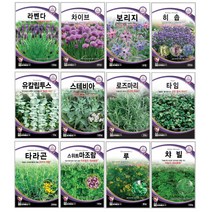 오레가노 유칼립투스 라벤다 오레가노 라벤다 로즈마리 페퍼민트 보리지 허브씨앗 타임 바질 카모마일 차이브 딜 레몬밤 세이지 히솝 소렐 유칼립투스 키우기 심기 재배 정원가꾸기, 수레국화 2g