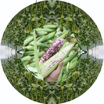 부여로 강원도 평창 냉동 흑찰옥수수 산지직송 10개, 단품, 벨딘 쿠팡 본상품선택