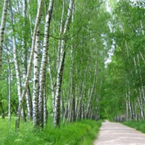 자작 나무 실생 2년 포트 재배묘 2개 세트 묘목 화분