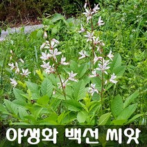 [해피플라워] 백선 봉삼 씨앗 20립 / 가을 파종 야생화 꽃씨